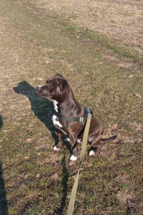 Наречена Амстафф дівчинка чекає на нього. перша в'язка.