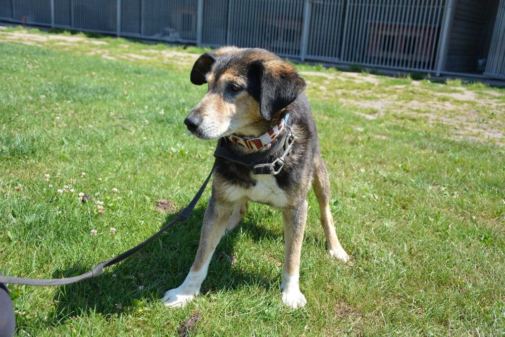 Dziubdziuś - starszy pan szuka kochającego domu