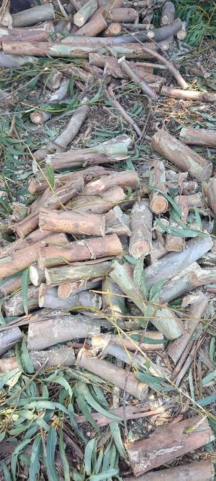 Vendo diversos Troncos de madeira de Eucalipto