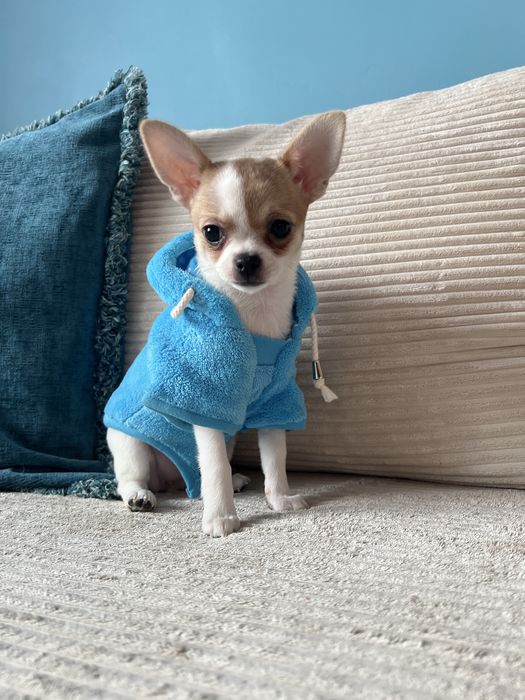 Chihuahua suczka  bialo beżowa  FCI/zkwp