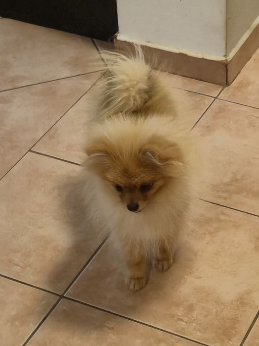 Szpic miniaturowy Pomeranian Piesek