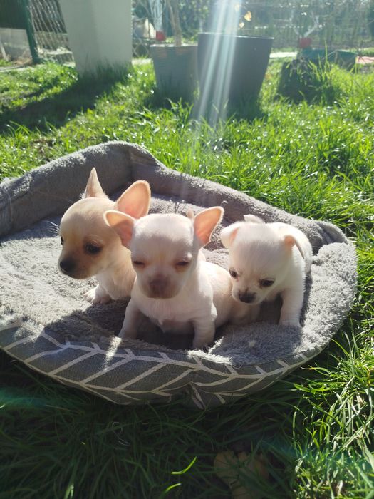Щенки малюки чихуахуа