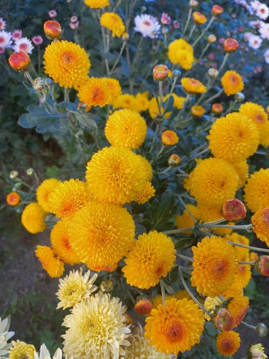 Хризантема гілячкова, мультифлора