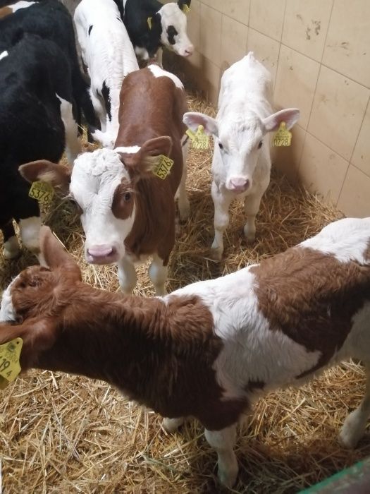 Sprzedaż cielą CHORZELE