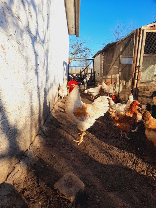 Півні молоді на утримання