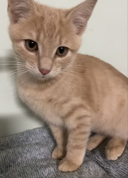 Прилаштовується у добрі ручки !