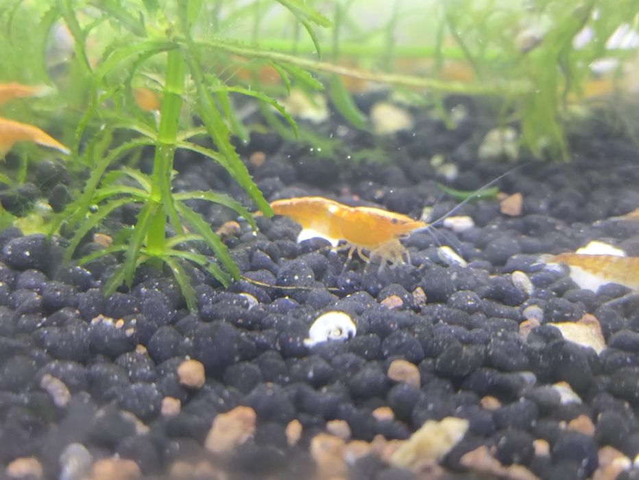 Neocaridina orange
