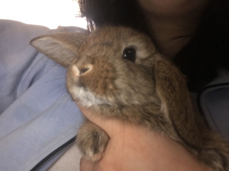 Міні кролик, NHD , кролик баранчик, кролик карликовий