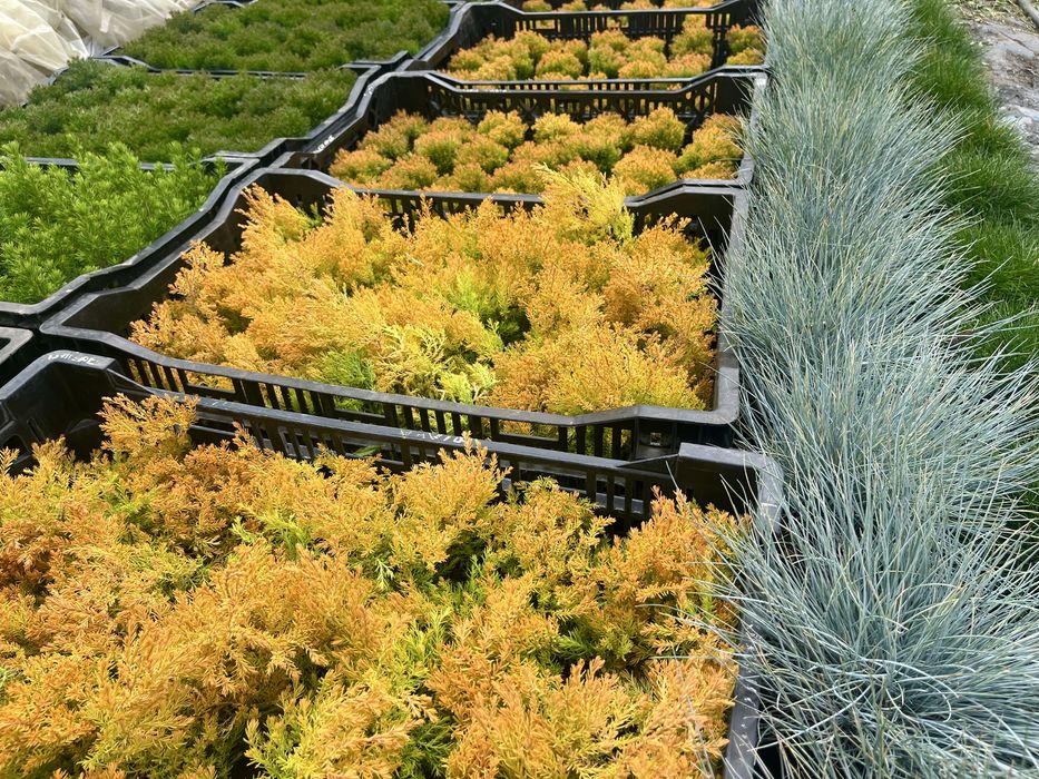 Саджанці вічнозелених хвойних декоративних рослин, гортензії і ягідні