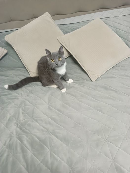 Котик британець Яків