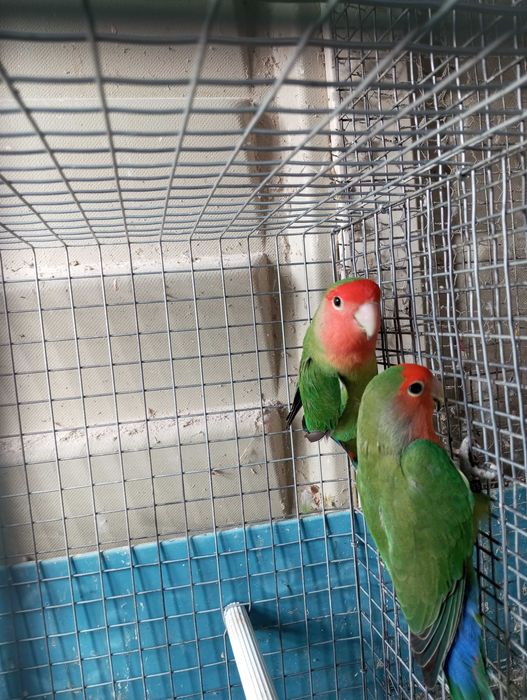 Agapórnis rosicollis longfeather