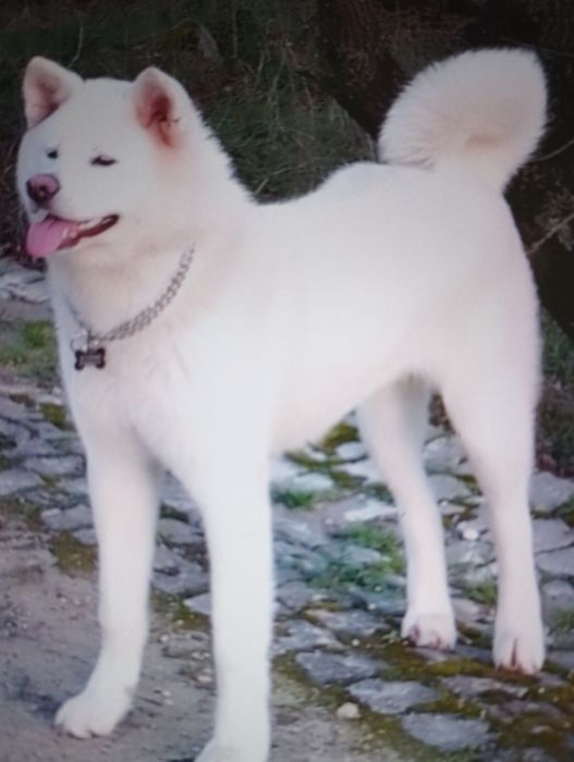 Akita inu japonês c/ lop