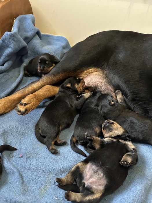 Щенки ротвейлера