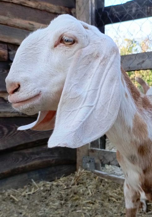 Коза нубийская 100%