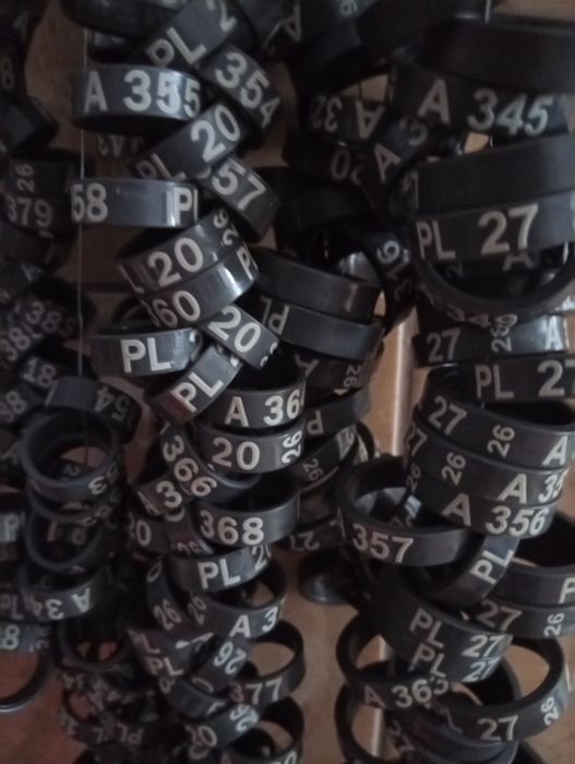 Obrączki na 2026 od 13 mm do 22 mm dla pawi
