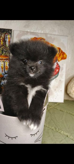 Черный шпиц, померанський шпіц дівчинка померанський шпіц, хлопчик померанський шпіц чорний
