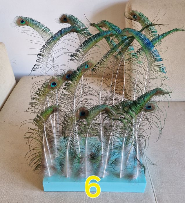 Penas de pavão azul