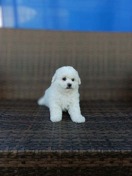 Бишон фризе!! Девочка!!