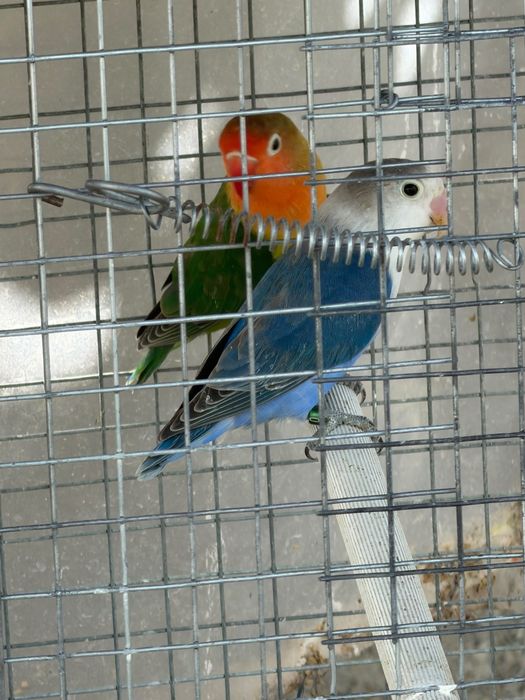 casais agapornis