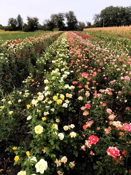 Саженцы роз в тубусе с землей + Подарок