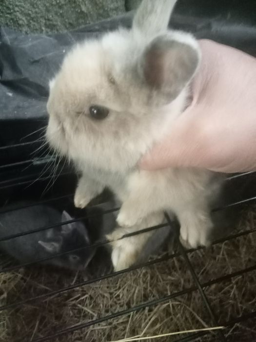 Coelhos anões bebés