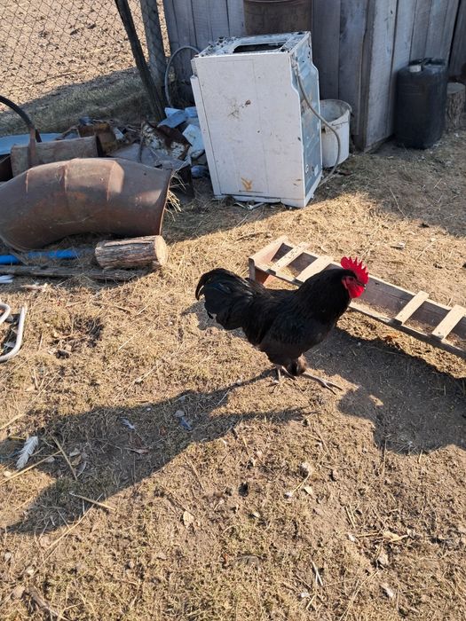 Jaja lęgowe australop