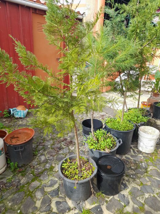 Pinheiros mansos em vaso