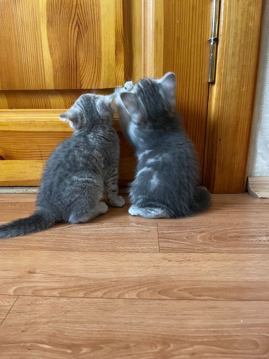 Шотландські котята