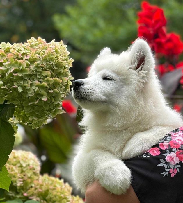 SAMOYED szczeniak suczka ZKwP