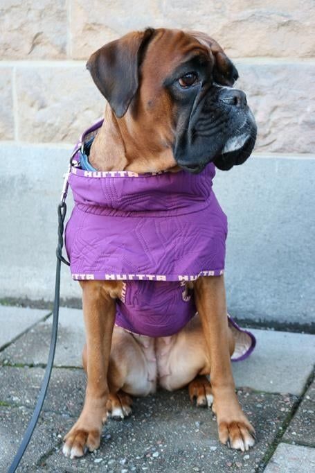 Для великої собаки Hurtta Casual Quilted Jacket 55 Xl