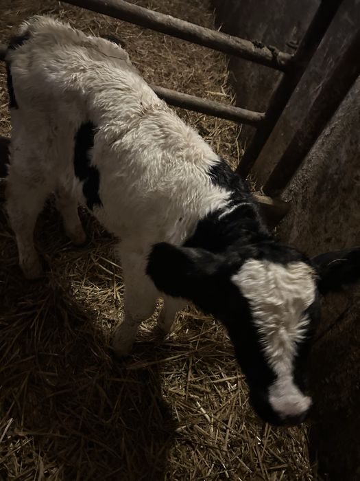 cielaki, byczki , sm , hf ,