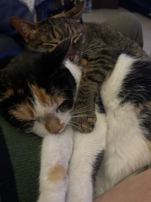 Caminhada e Cãopanhia