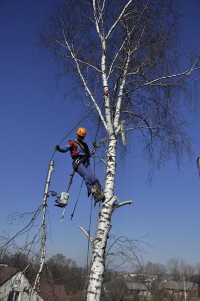 Wycinka Drzew, Pielęgnacja drzew, Frezowanie Pni, Usługi rębakiem