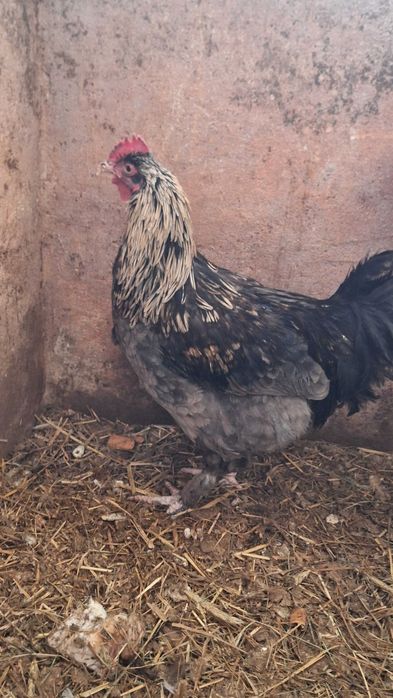 Kogutyshamo i marans sprzedam zamienie