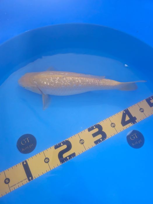 Koi Karashigoi Ginrin 38cm