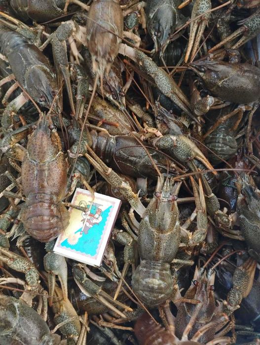 Раки живые, речные и варенные