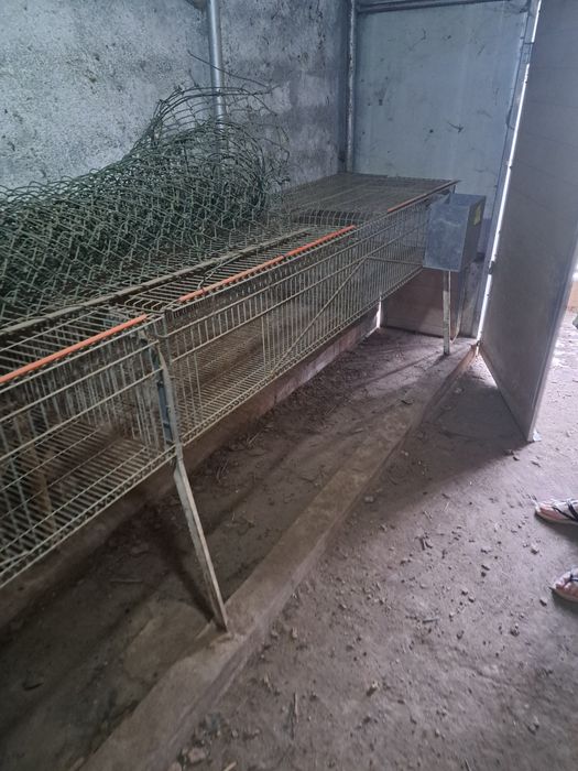 Coelheiras em bom estado