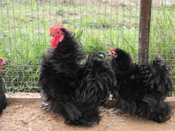 Инкубационное яйцо кокенхин фризли