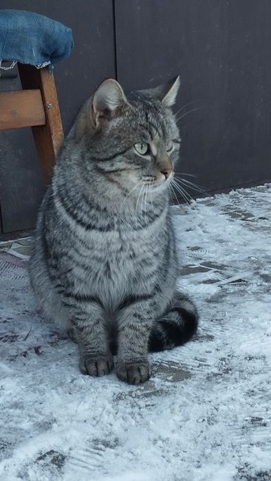 Безкоштовно котик