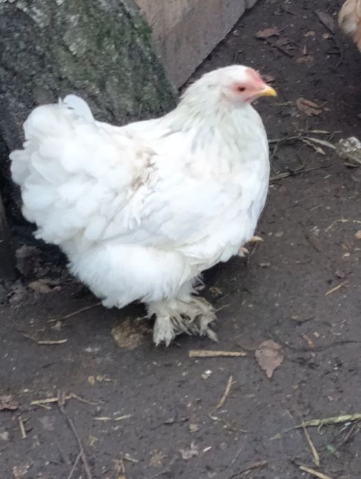 Para Kochina Miniaturowego