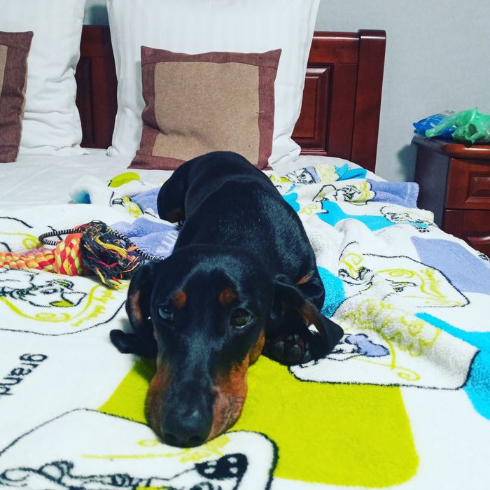 Мальчик для вязки 500грн.