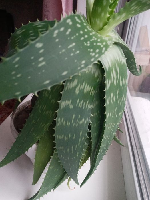 Алое лікувальний . 4 роки