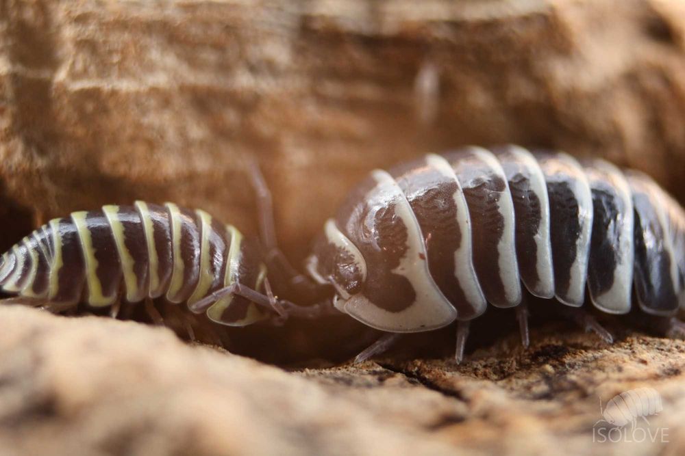 Armadillidium maculatum, równonogi zebra, isopoda, prosionki, kulanki