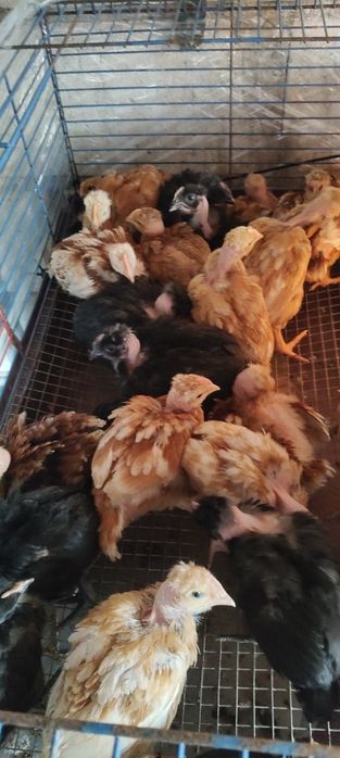 Kurczaki gołoszyjki