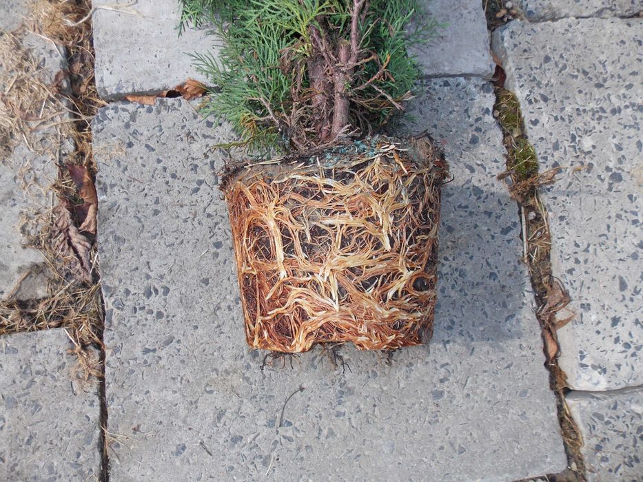 Tuja szmaragd doniczka 5 litrów wysokość tui 130-160 cm