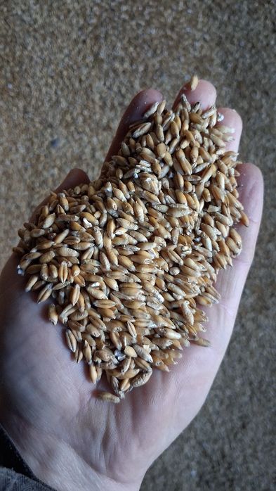 Sprzedam Pszenżyto ozime