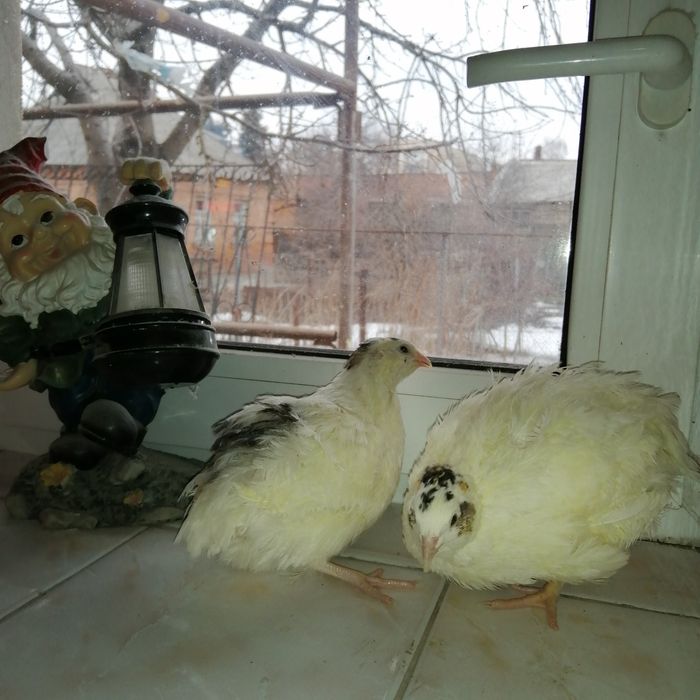 Перепела белые техасские