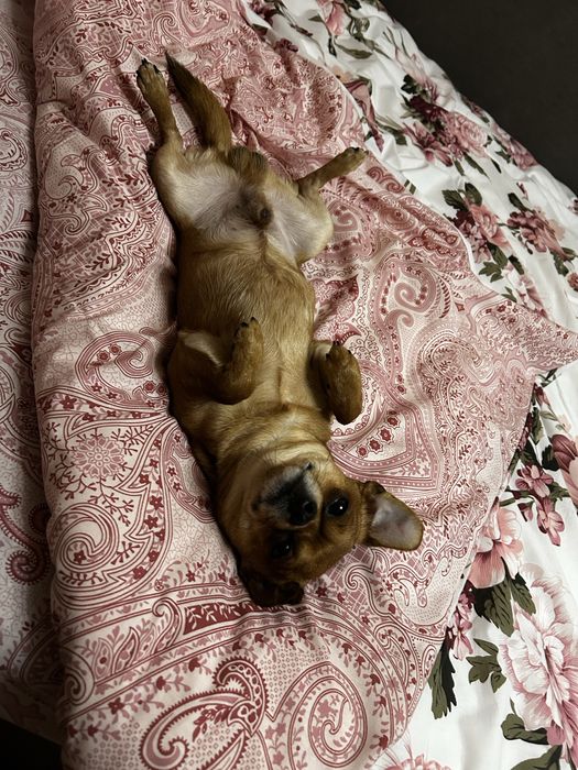 Хлопчик чихуахуа,шукає подружку для вʼязки