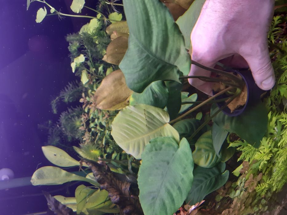 Anubias Barteri XXL