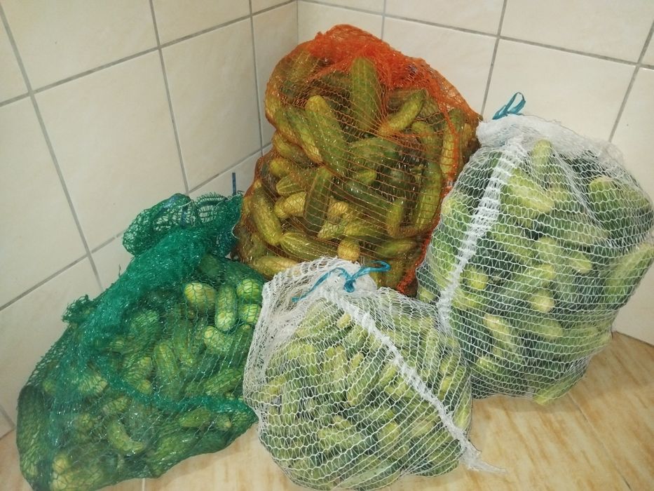 Ekologiczne ogórki do sprzedania